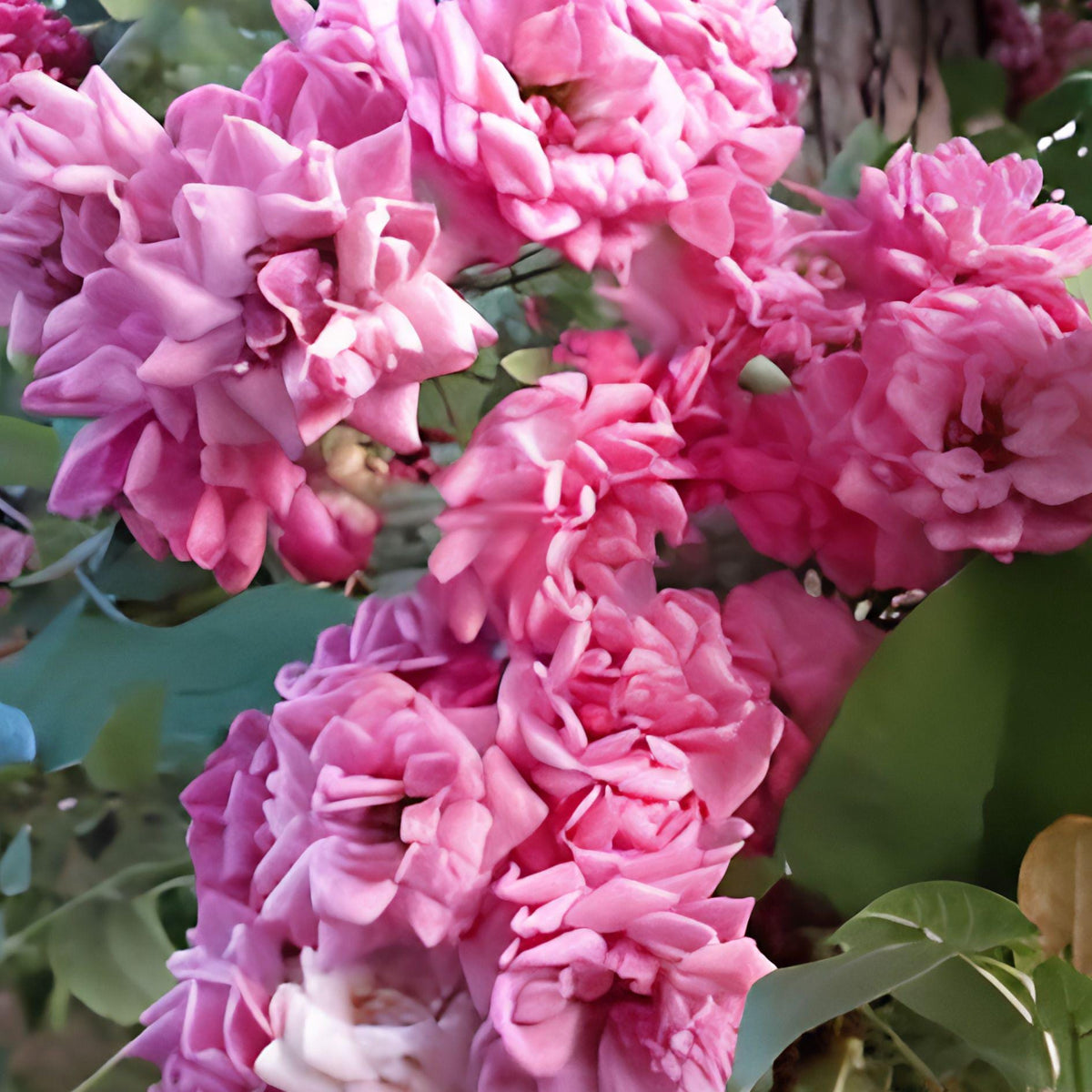 French Rose Cuttings – 4 Unrooted Climbing Rose Vines for Garden, Fence & Trellis – Rosa 'French'
