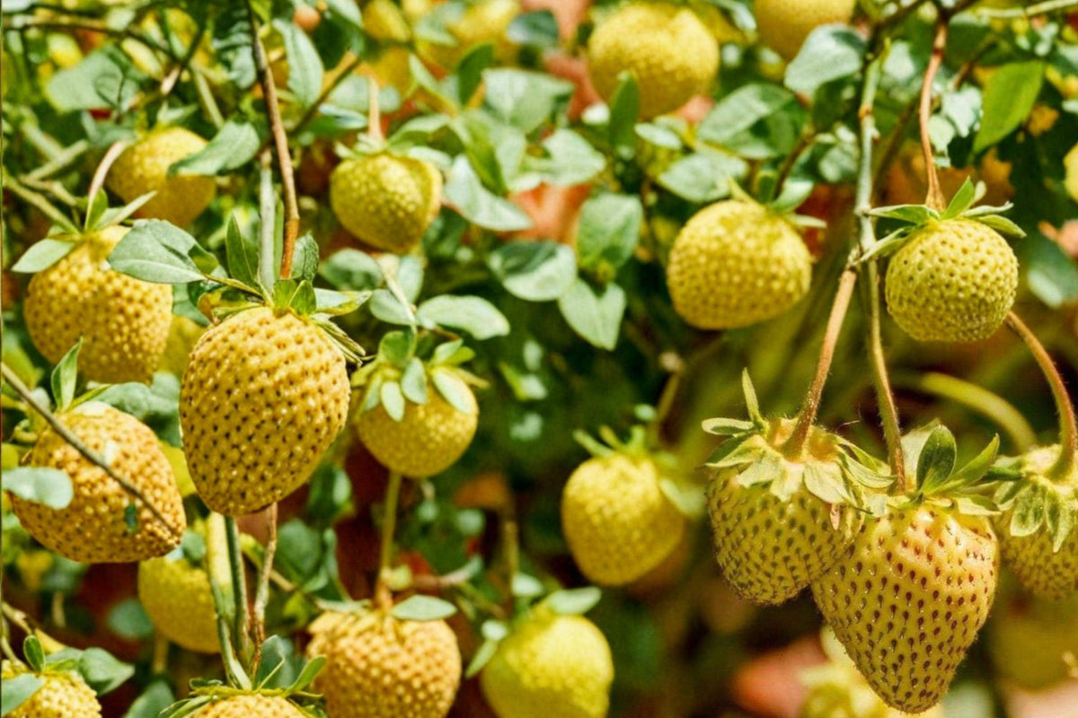 Yellow Alpine Strawberry Seeds – Fragaria vesca ‘Yellow Wonder’ – Edible Berry Plant for Garden & Container