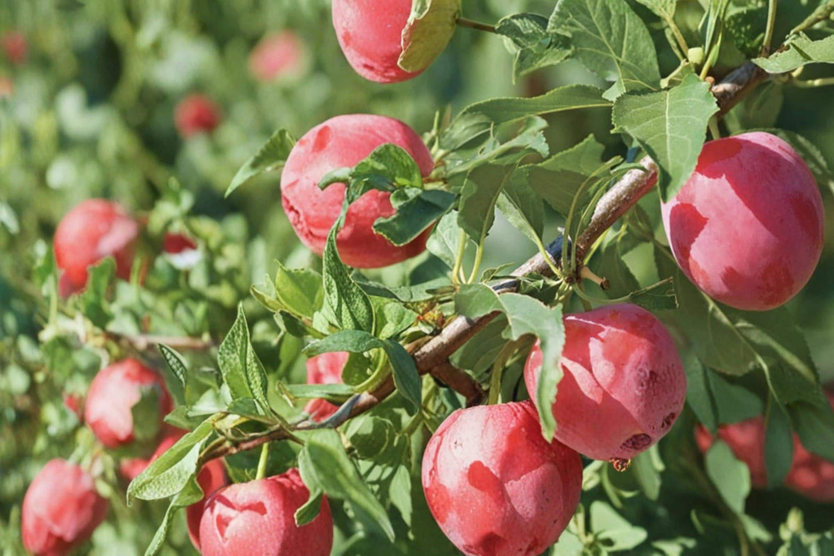 American Plum Seeds – Prunus americana, Edible Fruit Tree, Garden & Orchard Planting, Deciduous Fruit Tree Seeds