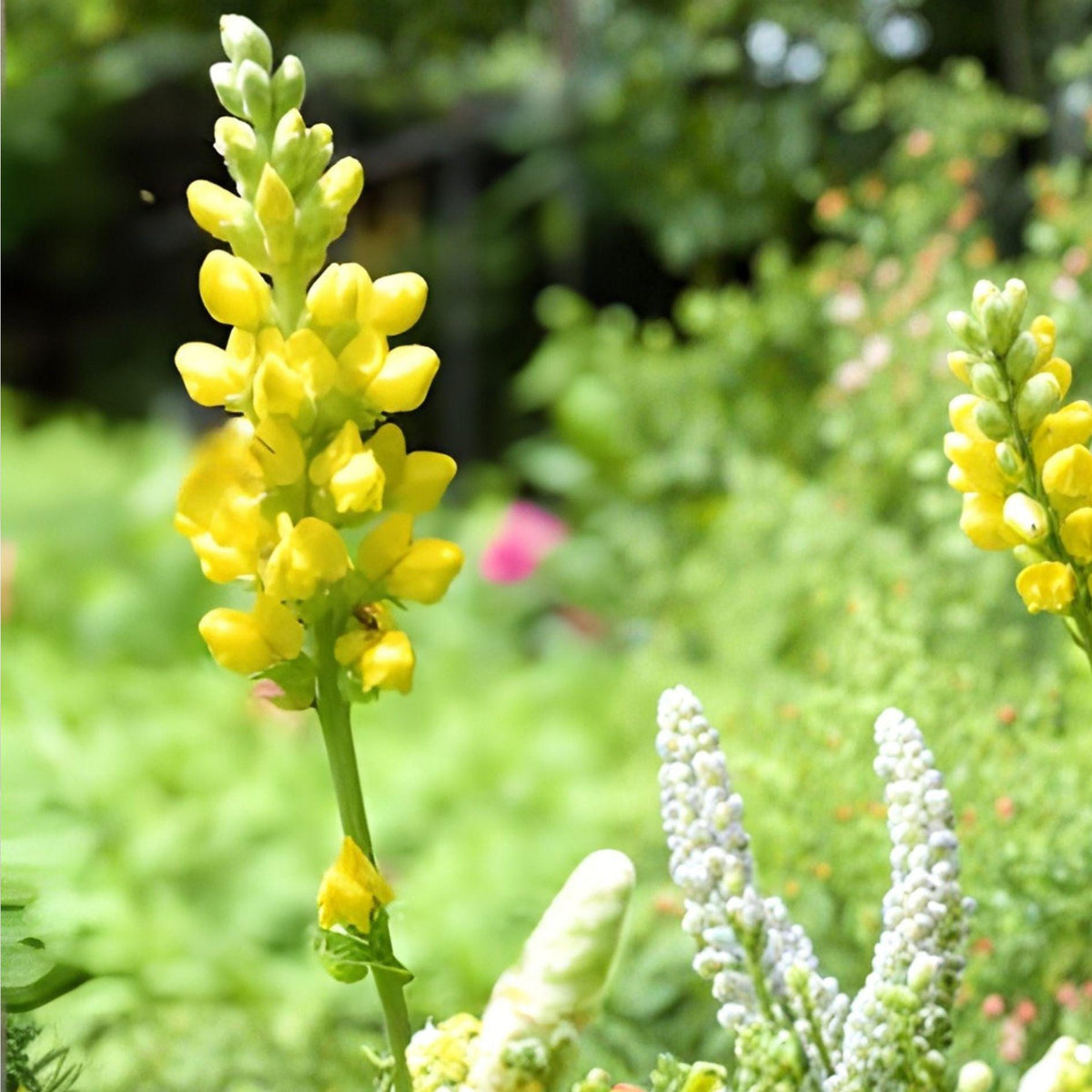 Yellow Wild Indigo Seeds | Baptisia tinctoria Native Perennial with Yellow Flowers | Pollinator-Friendly, Drought-Tolerant Planting Seeds
