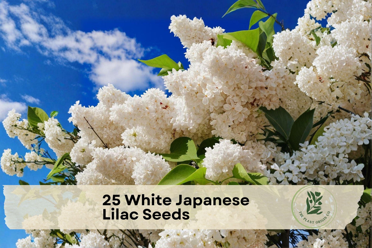 White Japanese Lilac Seeds - Syringa reticulata, Ornamental Deciduous Tree with White Flower Clusters