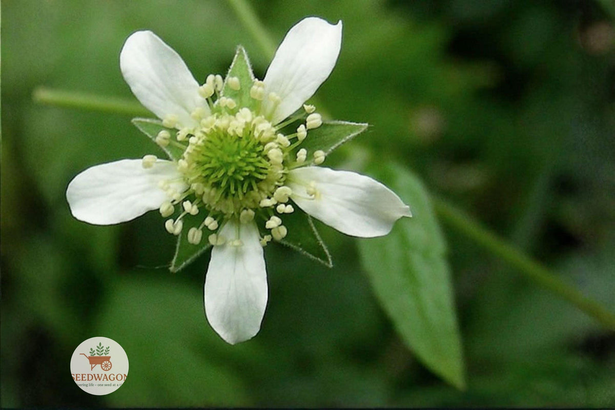 White Avens Seeds – Native Perennial Wildflower for Shade Gardens & Pollinator Habitat – Geum canadense, White Flowers