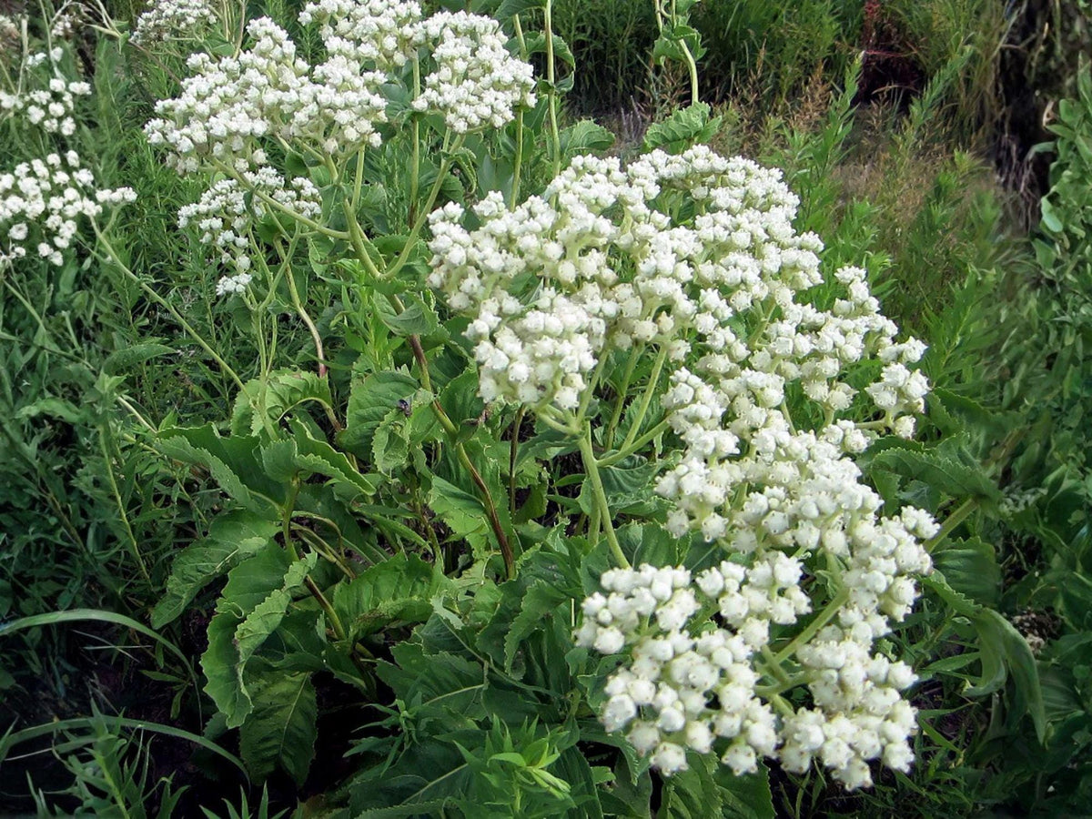 Wild Quinine Flower Seeds | Parthenium Integrifolium | Native Perennial Plant for Gardens & Natural Landscapes