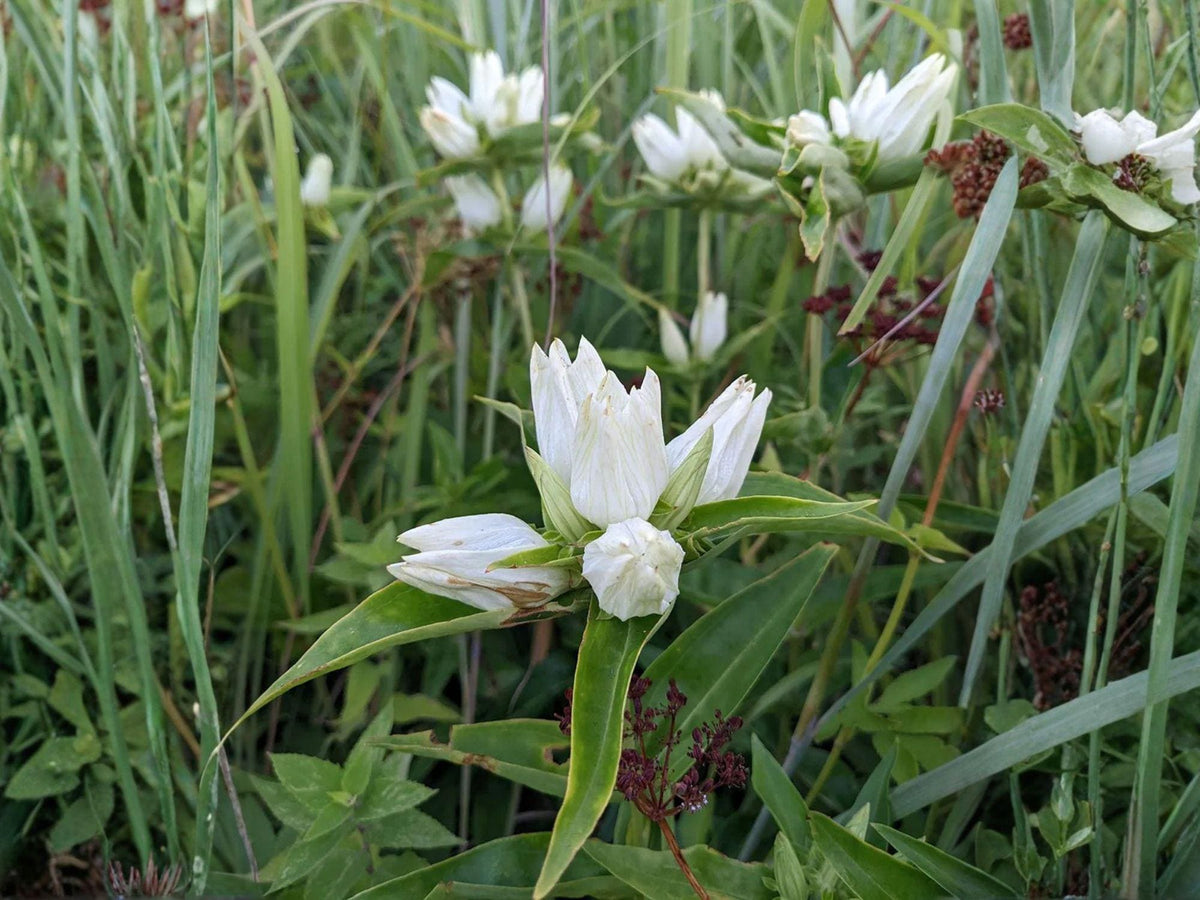 Cream Gentian Flower Seeds | Gentiana flavida | Perennial Garden Plant | Pale Yellow Blooms | 100 Seeds