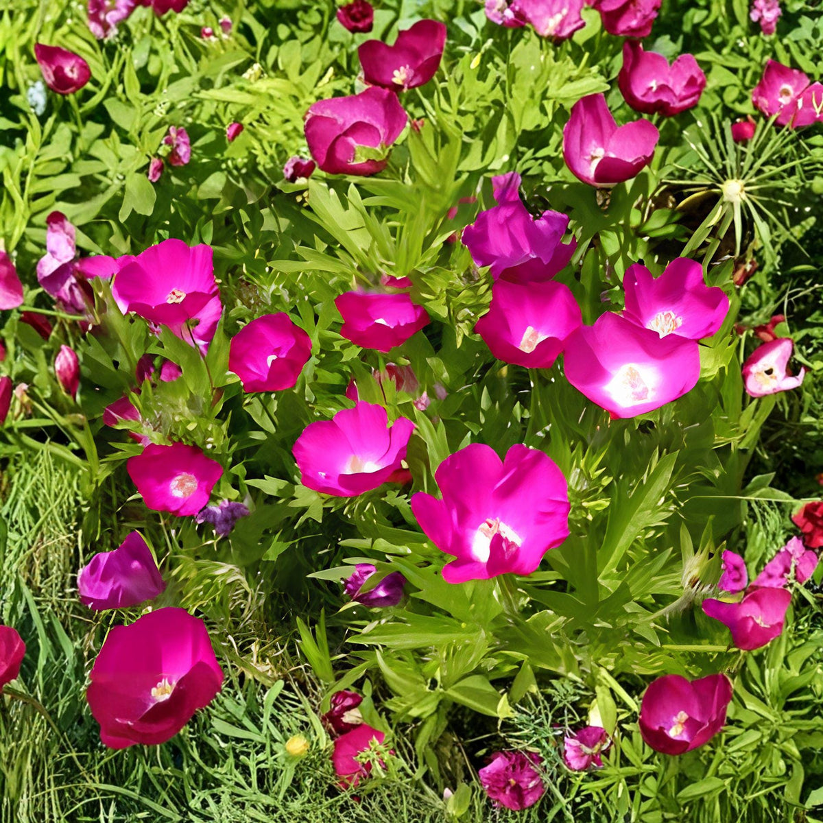 Purple Poppy Mallow Seeds – Callirhoe involucrata Native Perennial for Pollinator Gardens, Drought-Tolerant Wildflower, Ground Cover