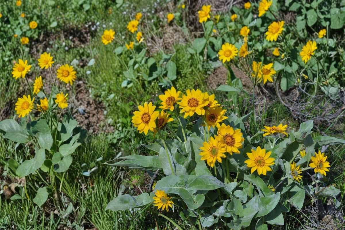 Arrowleaf Balsamroot Seeds – Perennial Wildflower, Bright Yellow Sunflower-Like Blooms, Drought Tolerant, Native to Western North America