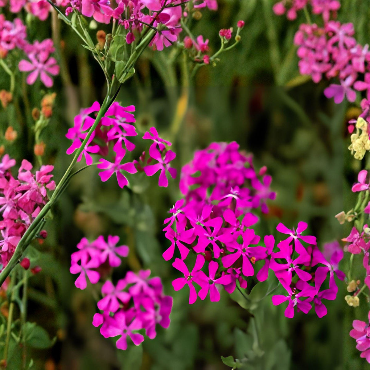 None So Pretty Catchfly Seeds | Bright Pink Annual Flowering Plant | Silene armeria for Cottage Gardens & Pollinator Landscapes