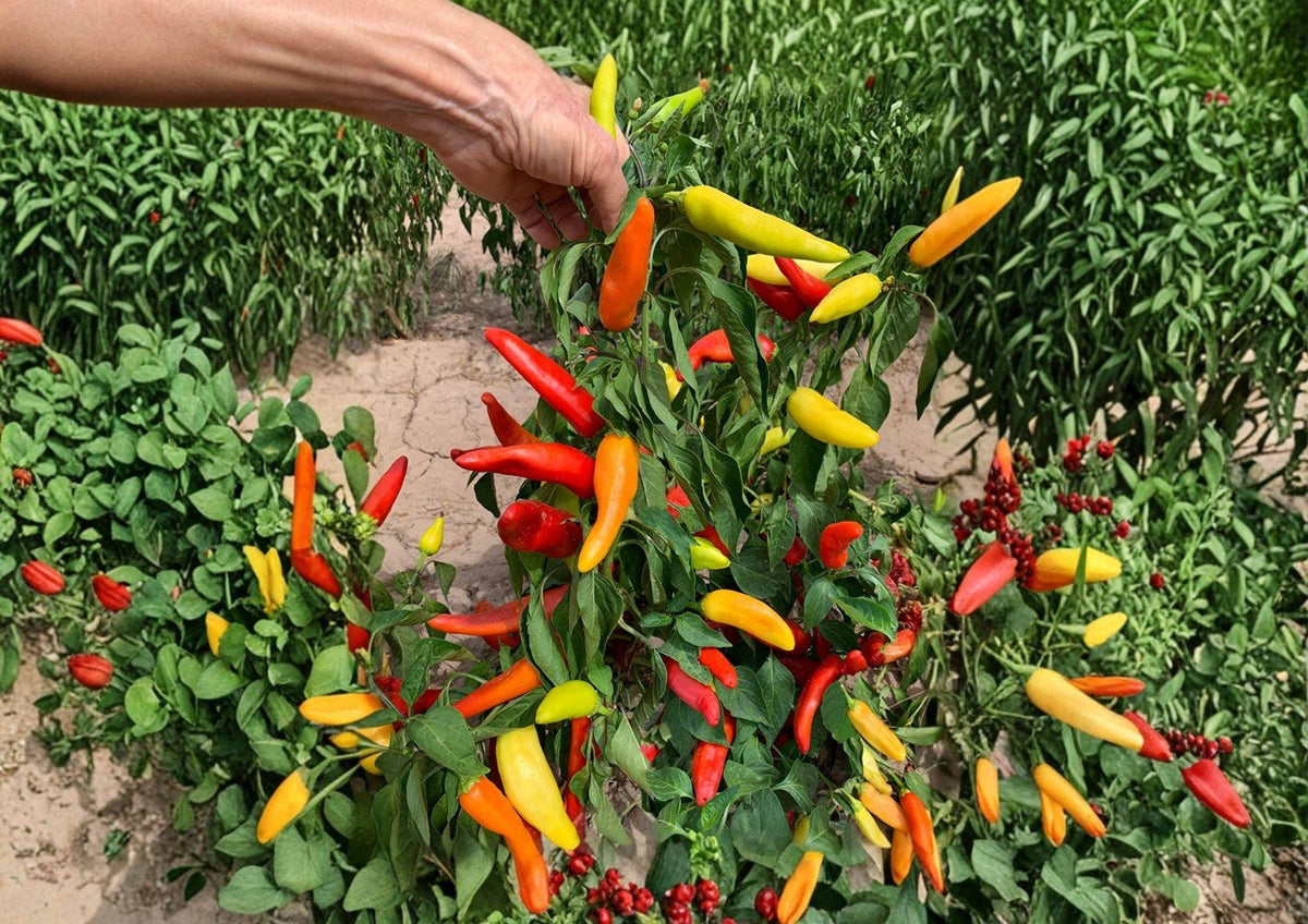 Hungarian Yellow Wax Pepper Seeds - Heirloom, Bright Yellow Chili Pods, Medium Heat, High Yield, Garden Planting