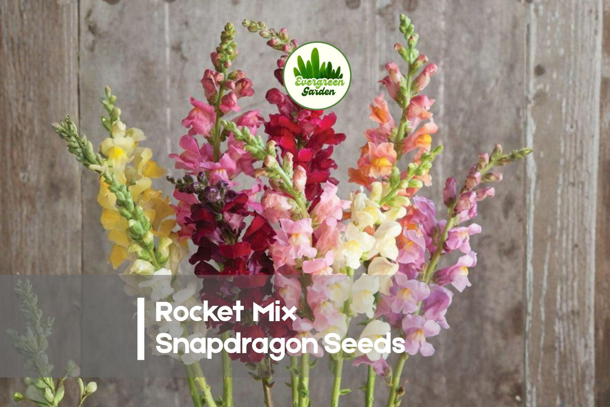 1000 Rocket Mix Snapdragon Seeds - Vibrant Colorful Annual Flowers, Tall Upright Blooms, Antirrhinum majus