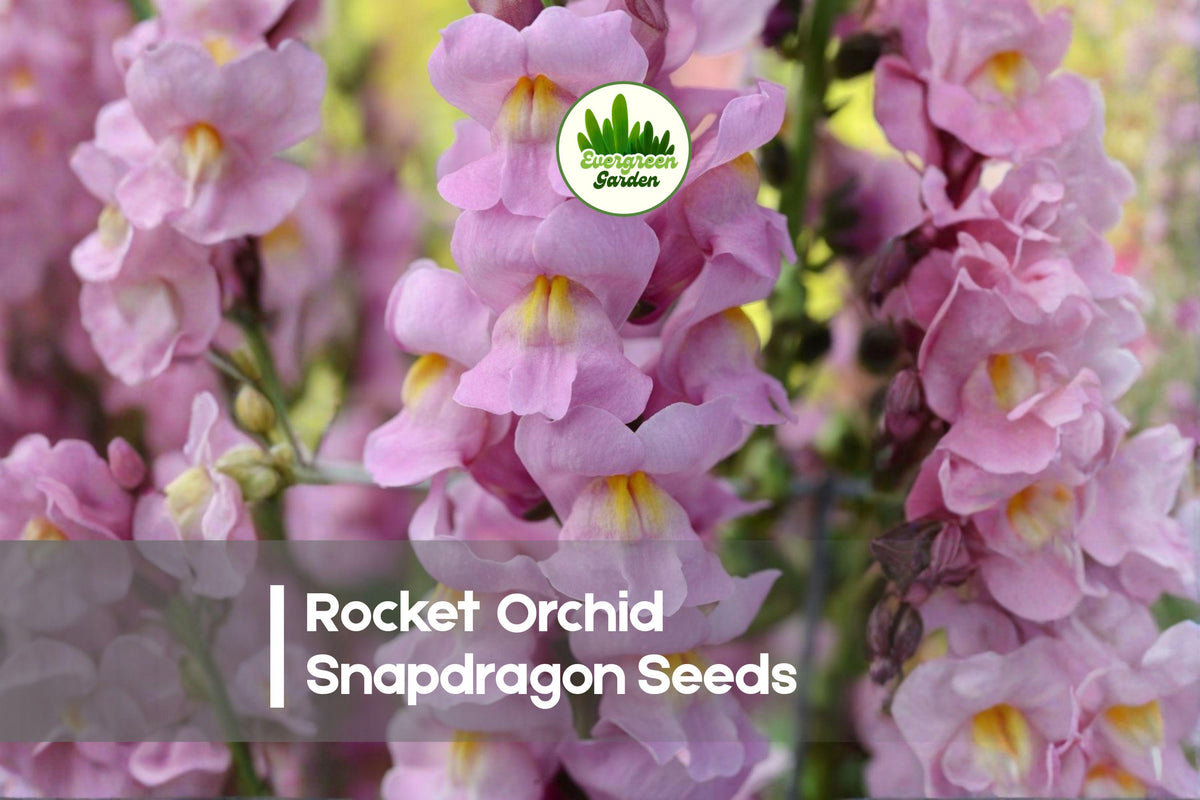 1000 Rocket Orchid Snapdragon Seeds - Tall Annual Antirrhinum majus with Lavender Blooms for Borders, Cut Flowers & Pollinator Gardens