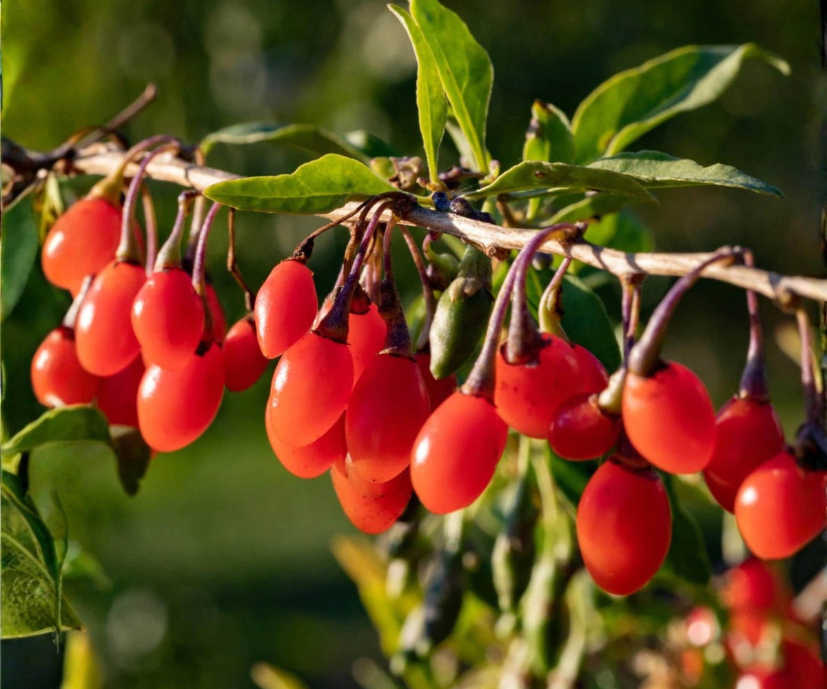 Goji Berry Live Plants Set of 4 | Wolfberry Fruit Trees for Indoor Outdoor Garden | Edible Superfruit Plants