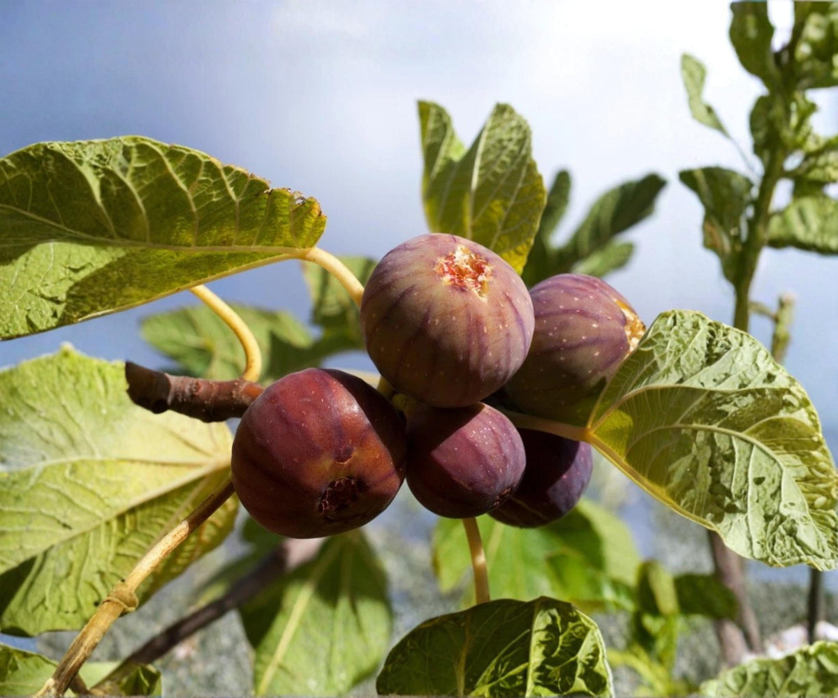 Chicago Hardy Fig Tree Live Plants Set of 4 | Fruit-bearing Outdoor Garden Trees | Ficus carica