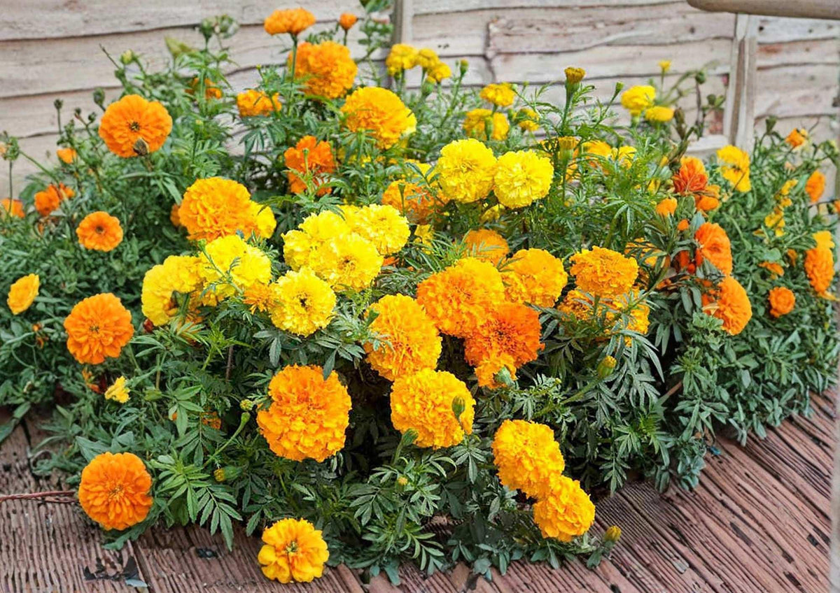 African Marigold Seeds Crackerjack Mix - Large Bright Yellow Orange Blooms, AAS Winner, Garden Planting, Pollinator Attracting