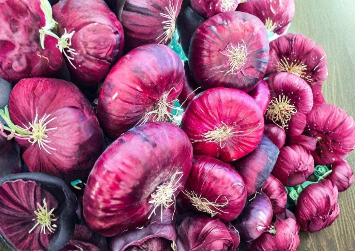 Red Burgundy Onion Seeds – Heirloom Vegetable Seeds for Garden Planting, Deep Red Bulb, Mild Flavor, High Yield Allium cepa