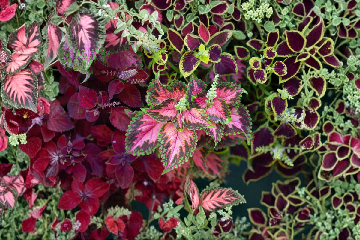 Coleus Rainbow Mix Seeds – Colorful Foliage Annual Plant – Coleus x hybridus for Shade Gardens, Containers, Indoor Spaces