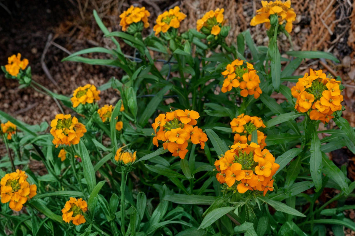Siberian Wallflower Seeds 1200 – Erysimum allionii Biennial Orange Flowers for Garden Beds & Pollinator Gardens