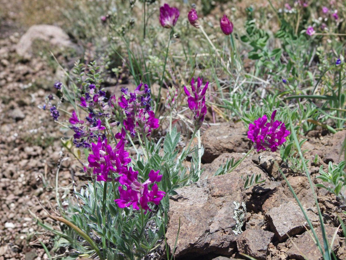 Showy Locoweed Flower Seeds | Oxytropis lambertii Pink to Purple Blooms for Rock Gardens & Prairie Planting