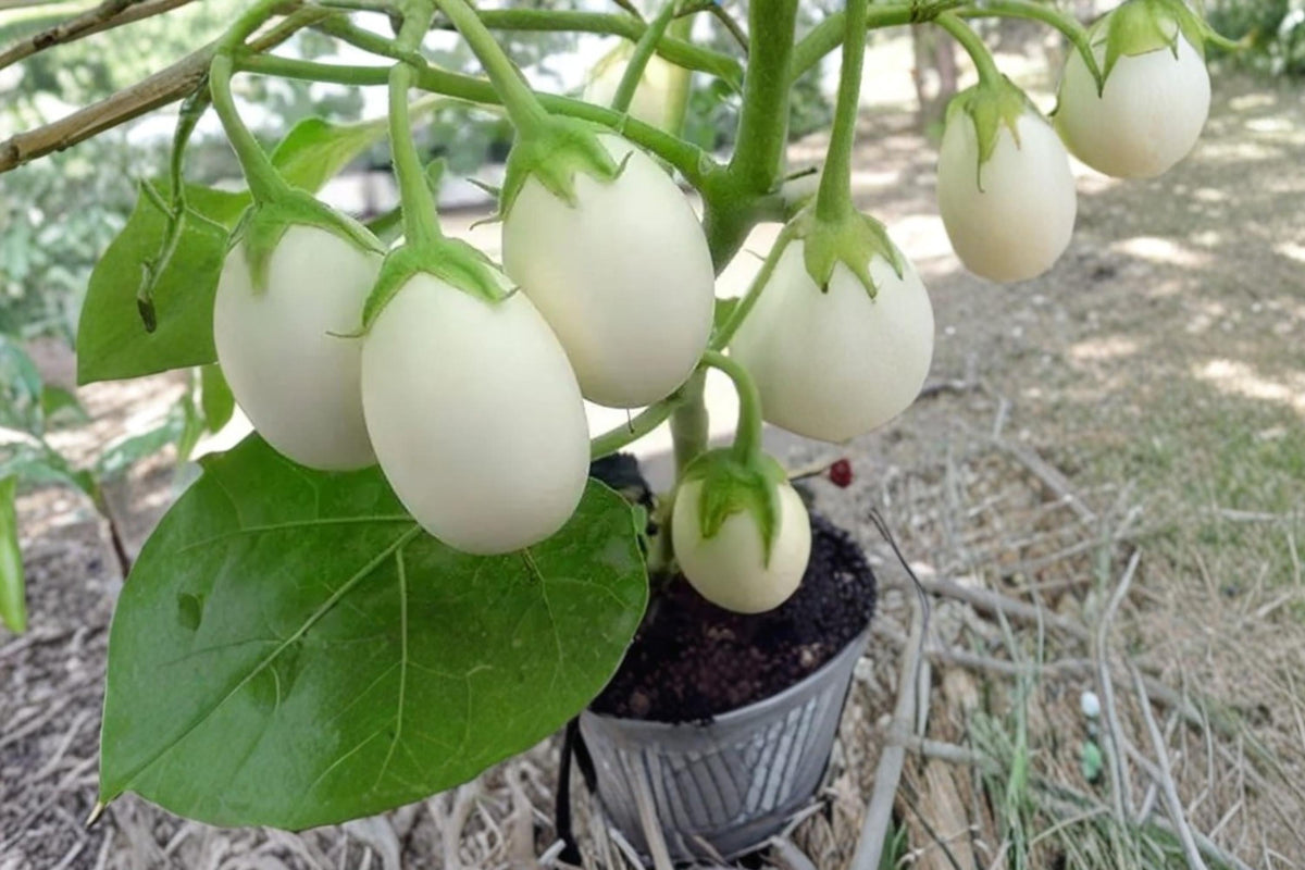 White Eggplant Seeds – Solanum melongena, White Vegetable, Summer Crop, Garden & Container Plant