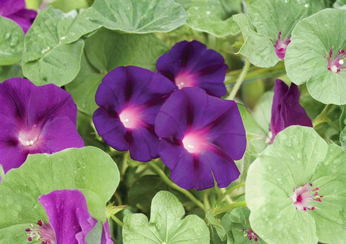 Grandpa Ott Morning Glory Seeds, Heirloom Purple Climbing Vine, Fast-Growing Flower Seeds for Garden, Pollinator Attracting Trellis Plant
