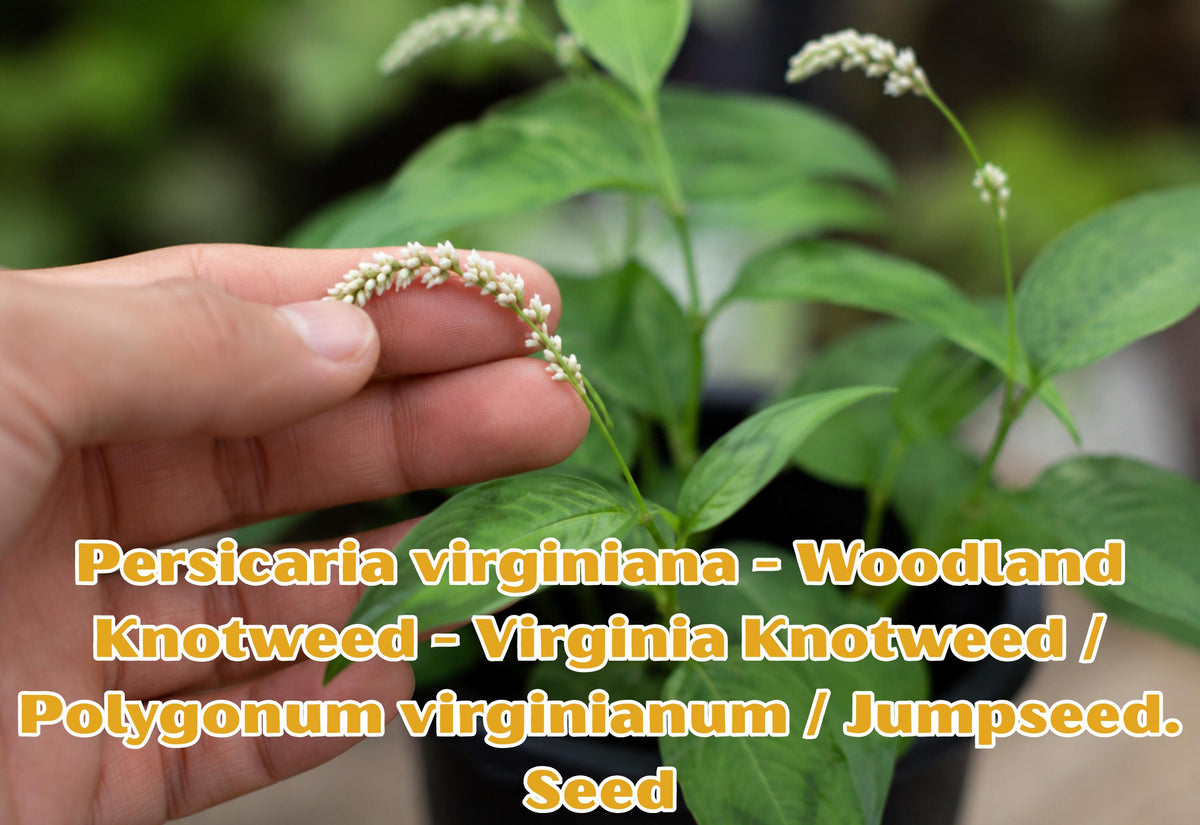 Persicaria virginiana Seeds – Woodland Knotweed, Virginia Native Wildflower, Perennial, Shade Garden, Pollinator Attractant