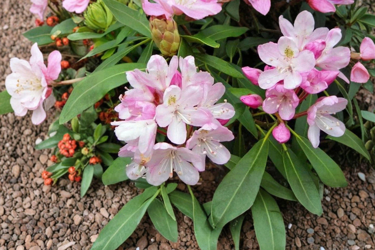 Live Rosebay Rhododendron Plant – Evergreen Shrub, White to Pink Blooms, Rhododendron maximum, Shade Garden Plant