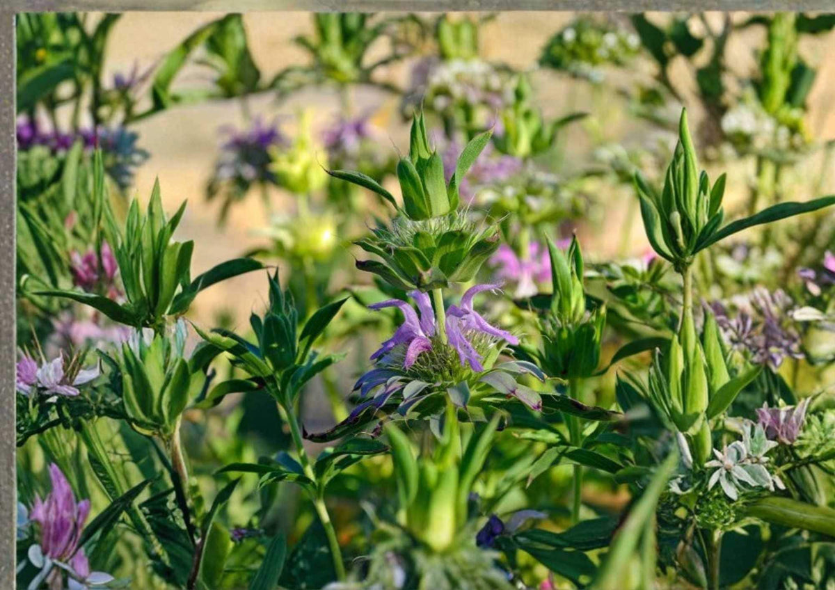 Lemon Mint Seeds, Organic Heirloom Non-GMO Herb Seeds for Garden, Lemon Bee Balm (Monarda citriodora) Pollinator-Friendly, Culinary & Medicinal
