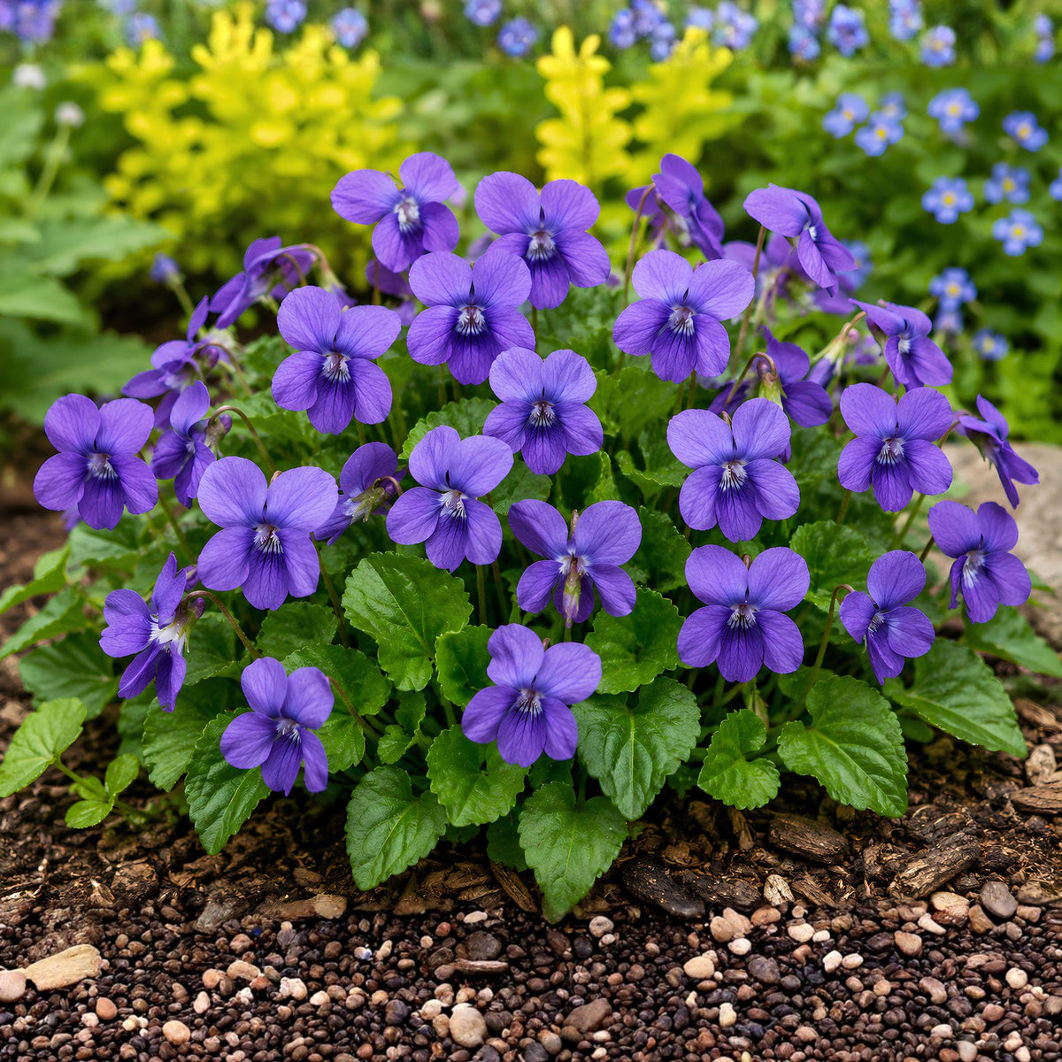 Common Blue Violet Seeds – Viola sororia – Native Perennial Wildflower for Shade Gardens, Pollinator Habitat, Naturalized Landscapes