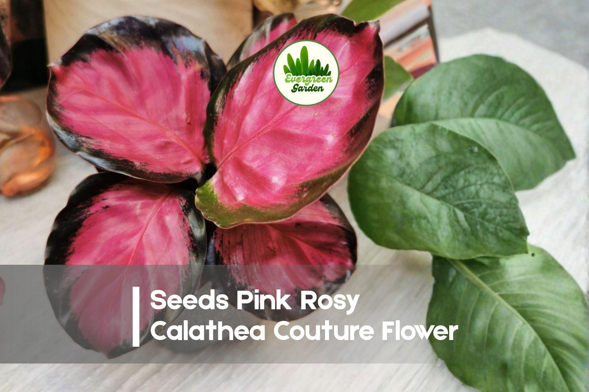 Pink Rosy Calathea Seeds – Tropical Foliage Plant, Indoor Decor, Calathea spp., Soft Pink Tones, Compact, Humid Conditions