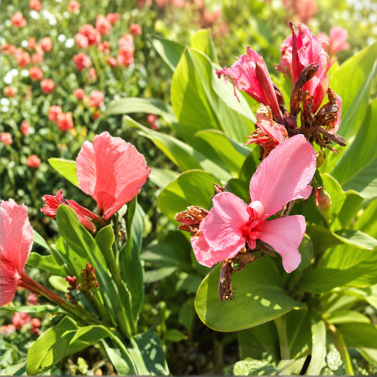 Pink Canna Lily Plant | California Pink Canna | Tropical Flowering Perennial | Live Bulb | Easy Care Canna spp.