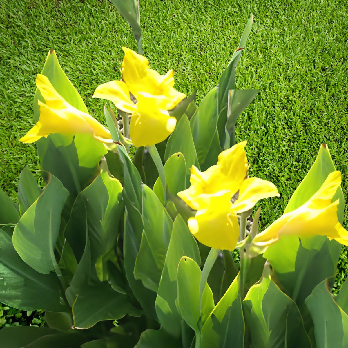 Yellow Canna Lily Plant | California Yellow Canna | Tropical Flowering Perennial | 2 Live Bulbs | Canna spp.