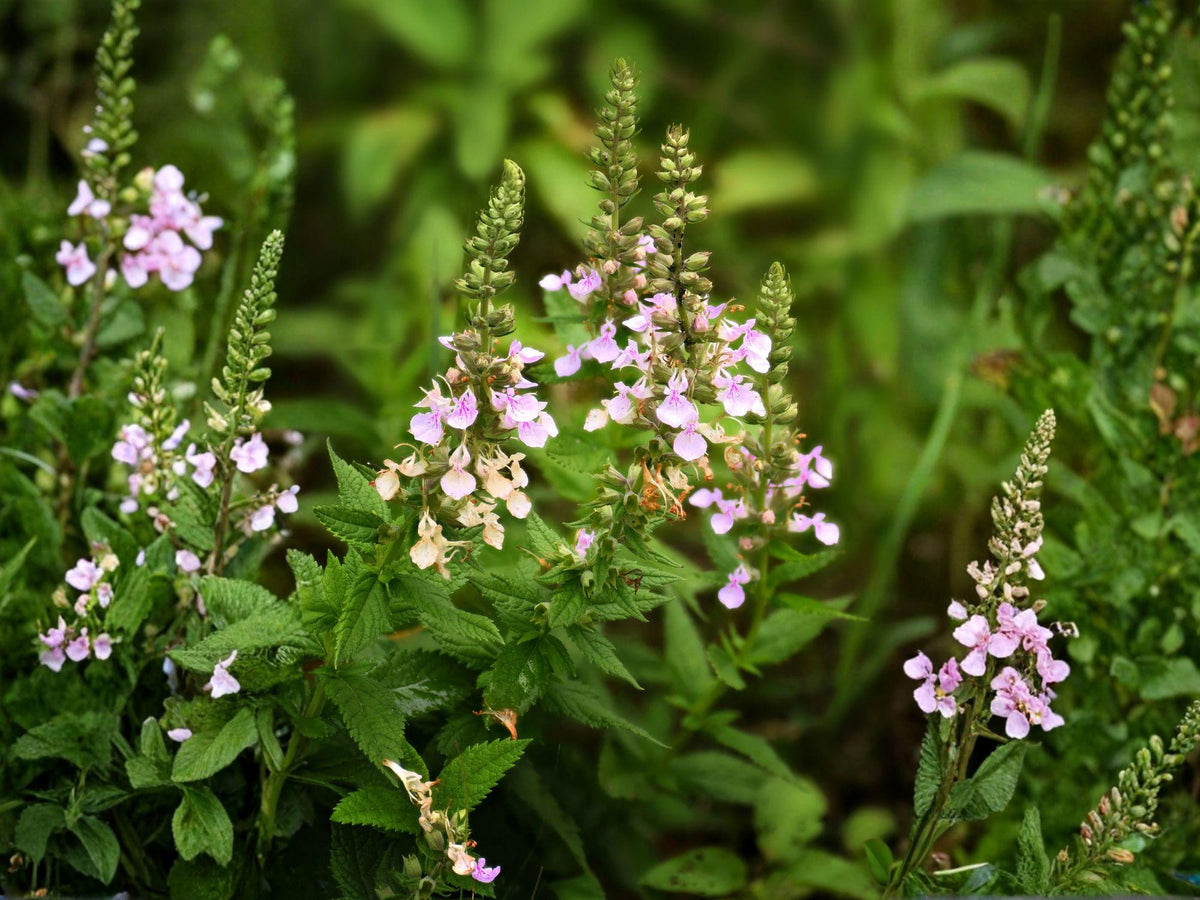 American Germander Seeds – Teucrium canadense Flowering Plant for Gardens & Natural Landscapes, Lavender to Pale Purple Blooms