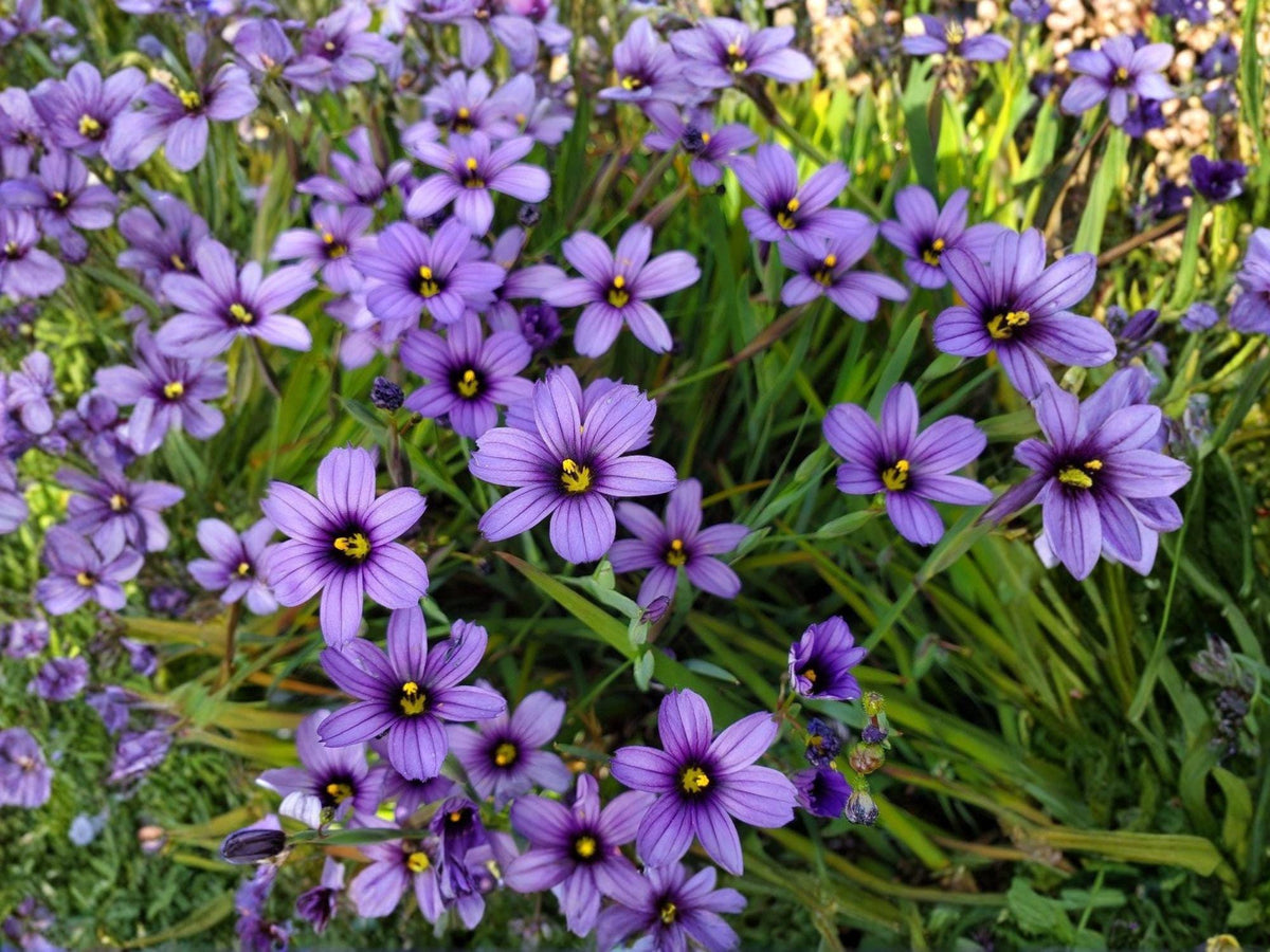 Blue-Eyed Grass Seeds | Sisyrinchium bellum | Perennial Flowering Plant | Blue to Violet Flowers | 100 Seeds