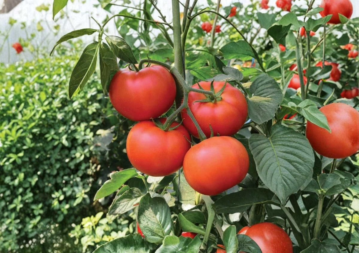 30+ Burpee Big Boy Tomato Seeds, Non-GMO Heirloom Slicing Vegetable Seeds for Garden, Large Red Tomato Plant, Lycopersicon esculentum