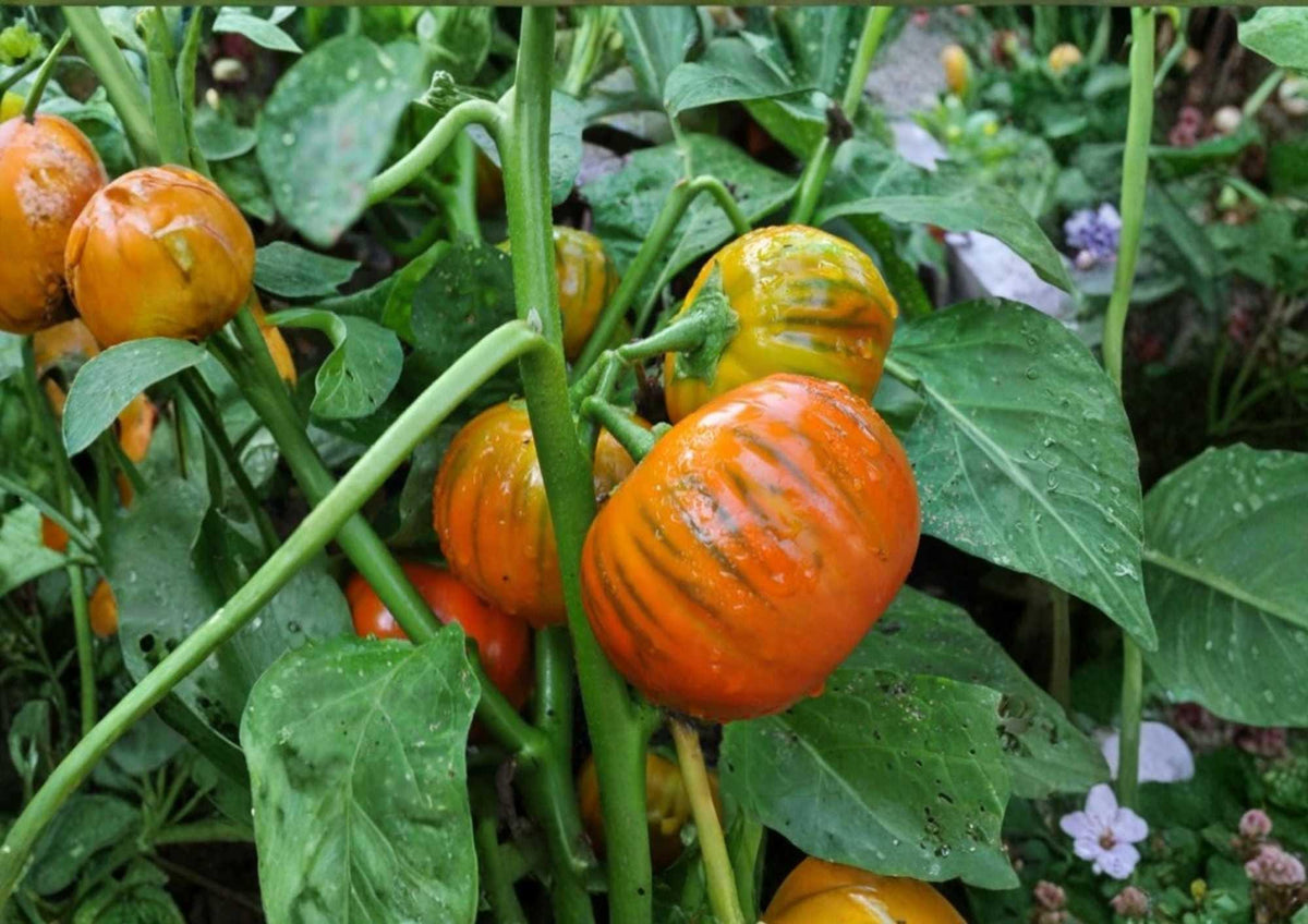 30+ Amana Orange Tomato Seeds, Heirloom Non-GMO, Large Golden Orange Beefsteak, Sweet Low-Acid Vegetable Seeds for Garden Planting