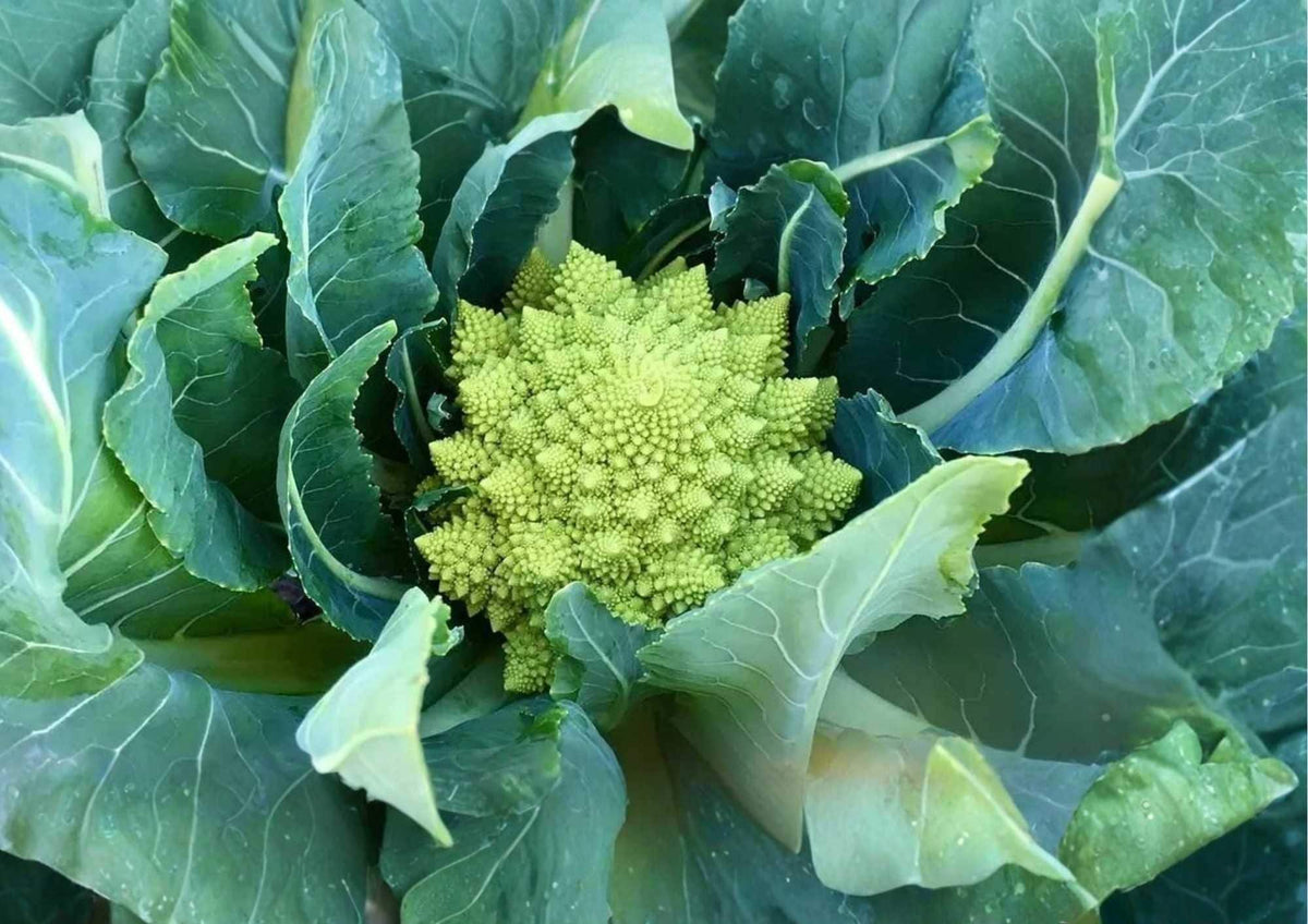 Romanesco Broccoli Seeds - Heirloom Organic Non-GMO Vegetable Seeds for Garden Planting, Fractal Lime Green Heads