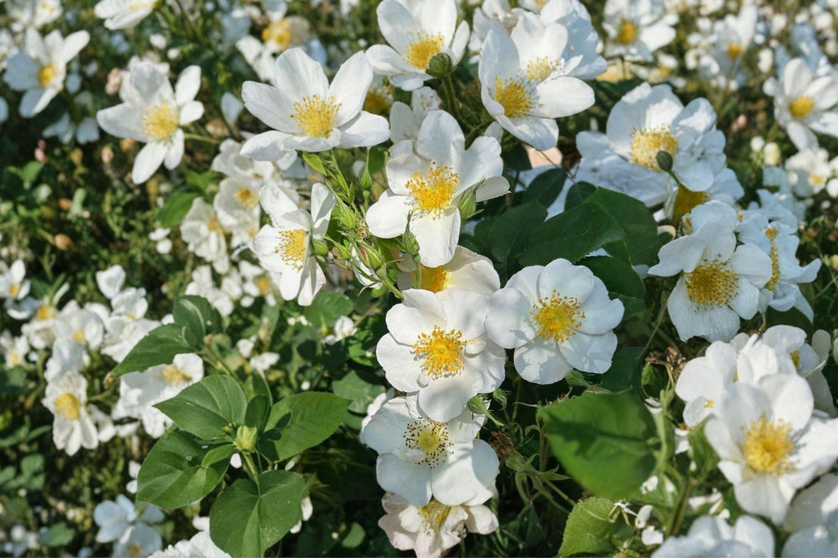 White Climbing Rose Bare Root Plant – Rosa spp. Perennial Flowering Shrub for Trellises and Fences