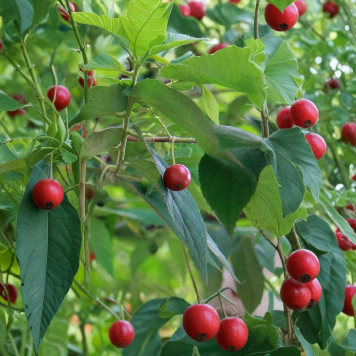 Jamaican Cherry Plant | 6-10 Inch Muntingia calabura Fruit Tree | Tropical Strawberry Tree Starter Plant