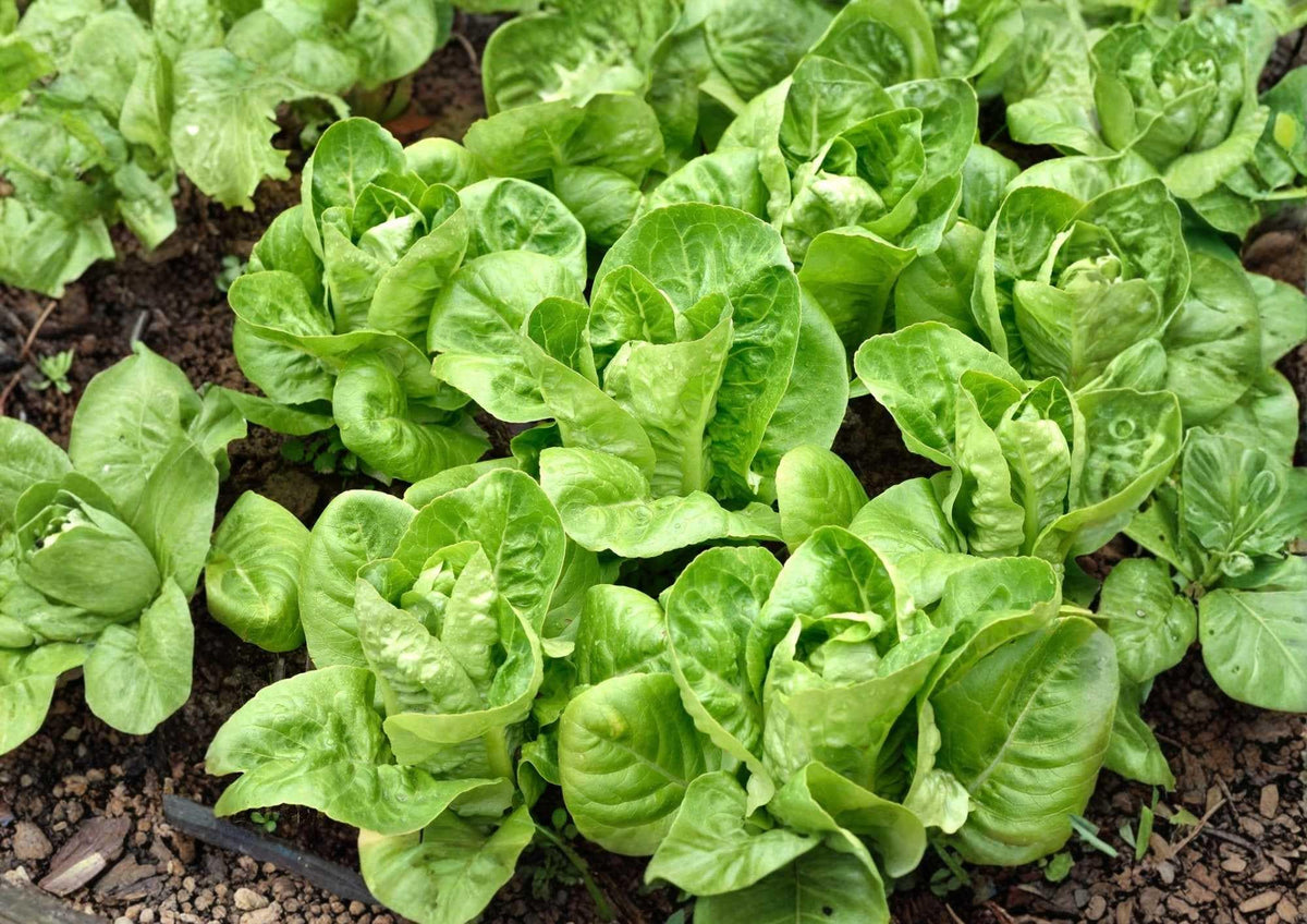 Giant Caesar Romaine Lettuce Seeds – Heirloom, Tall Green Heads, High Yield, Salad Greens, Vegetable Seeds for Garden Planting