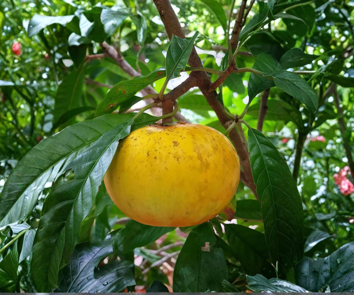 Ross Sapote Canistel Cuttings – Tropical Fruit Tree Propagation, Ross Sapote (Pouteria sapota), 3 Fresh Rooting Cuttings