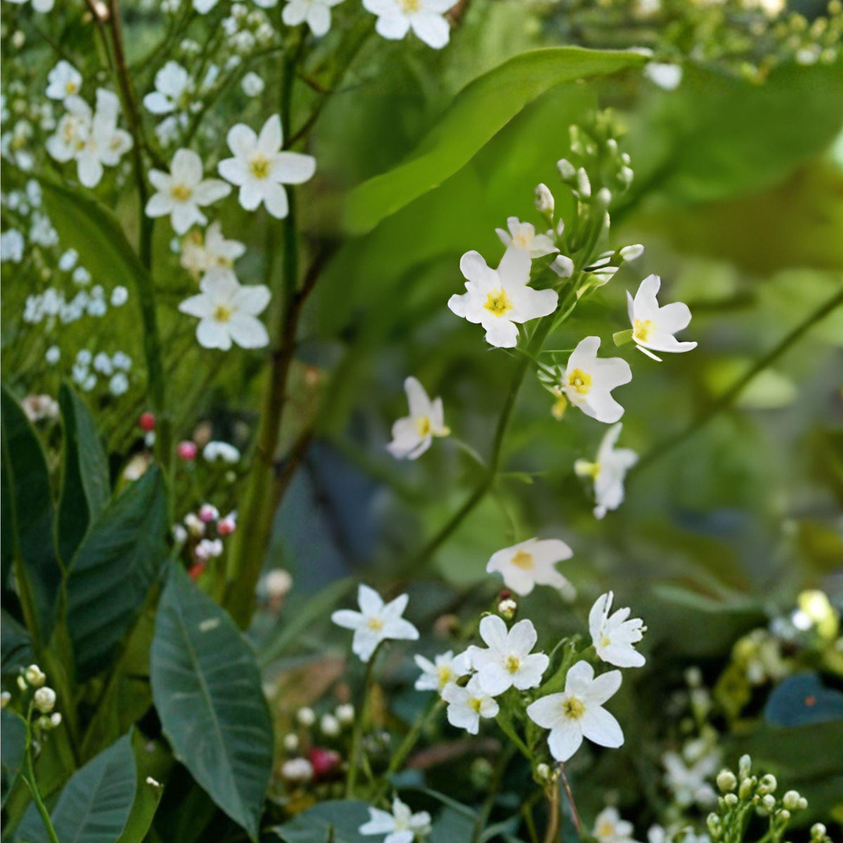 Large Flowered Water Plantain Seeds – Alisma triviale, Perennial Aquatic Plant with White Pink Flowers, 100 Seeds