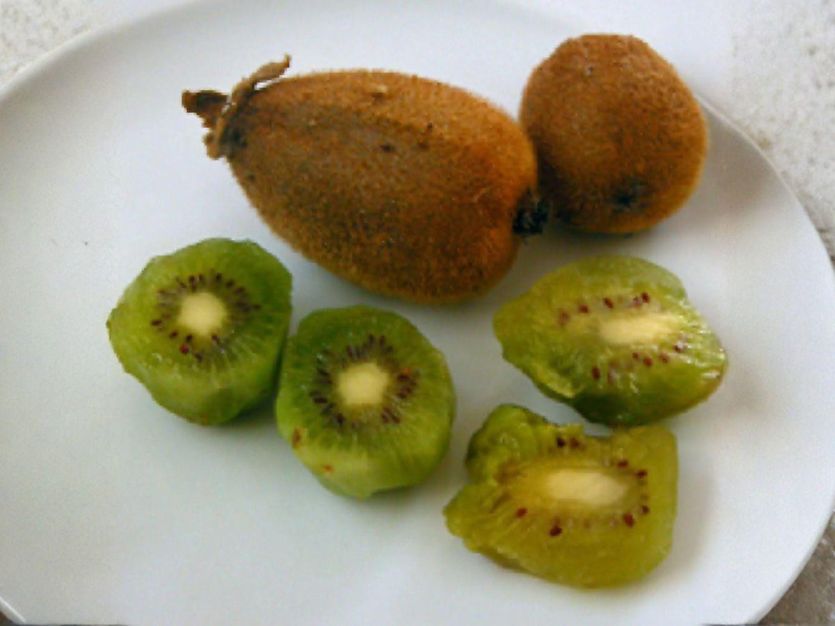Tomuri Male Kiwi Vine Starter Plant – Actinidia chinensis Heirloom Pollinator for Female Kiwi Fruit Production