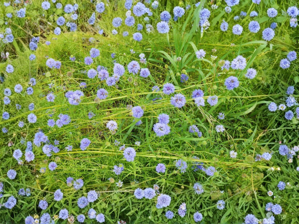 Globe Gilia Blue Flower Seeds – Gilia capitata, Wildflower for Gardens & Natural Landscapes, Approx. 100 Seeds