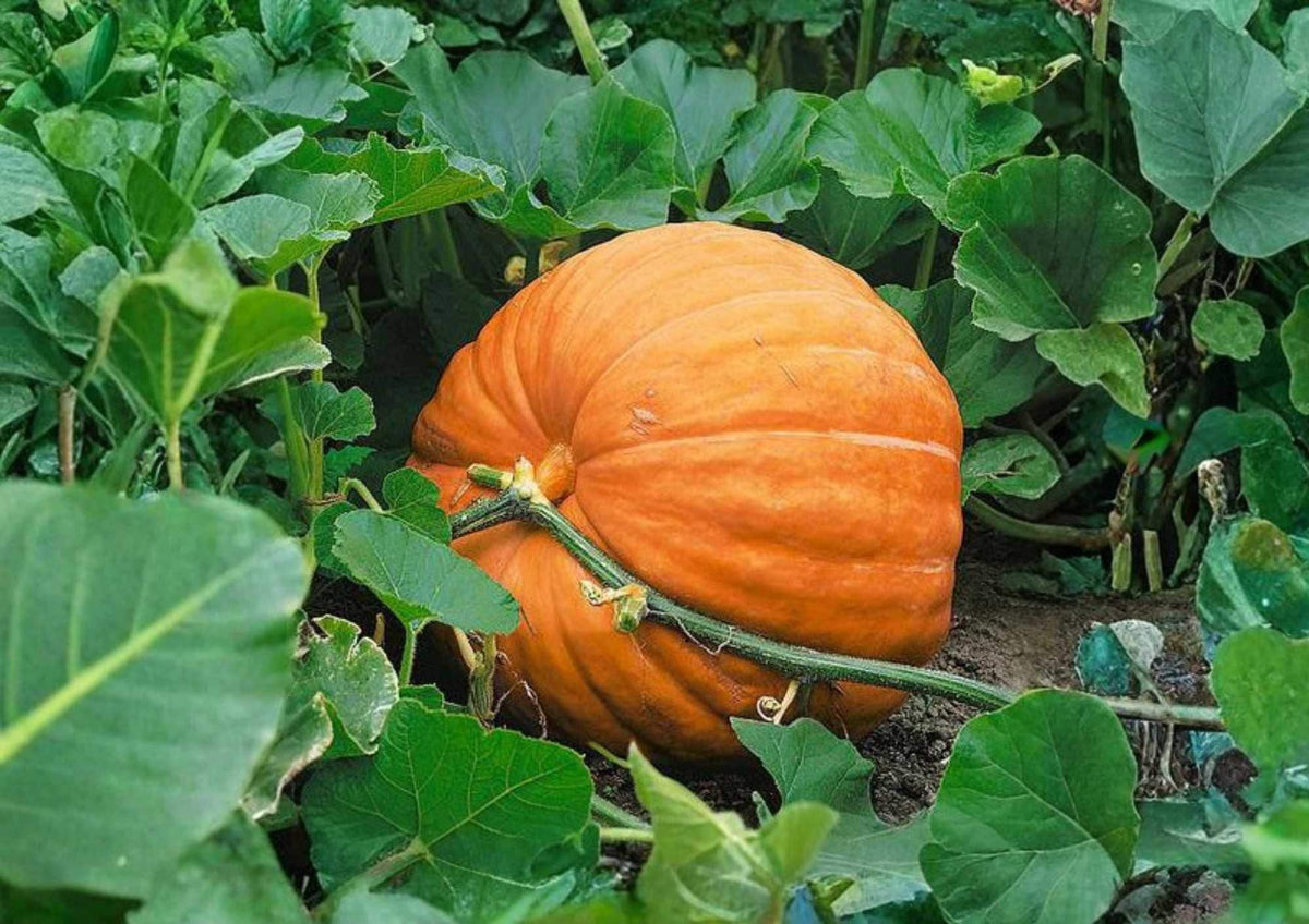 Cinderella Pumpkin Seeds Heirloom Flat Ribbed Orange Gourds for Cooking and Garden Planting - Rouge Vif d’Etampes