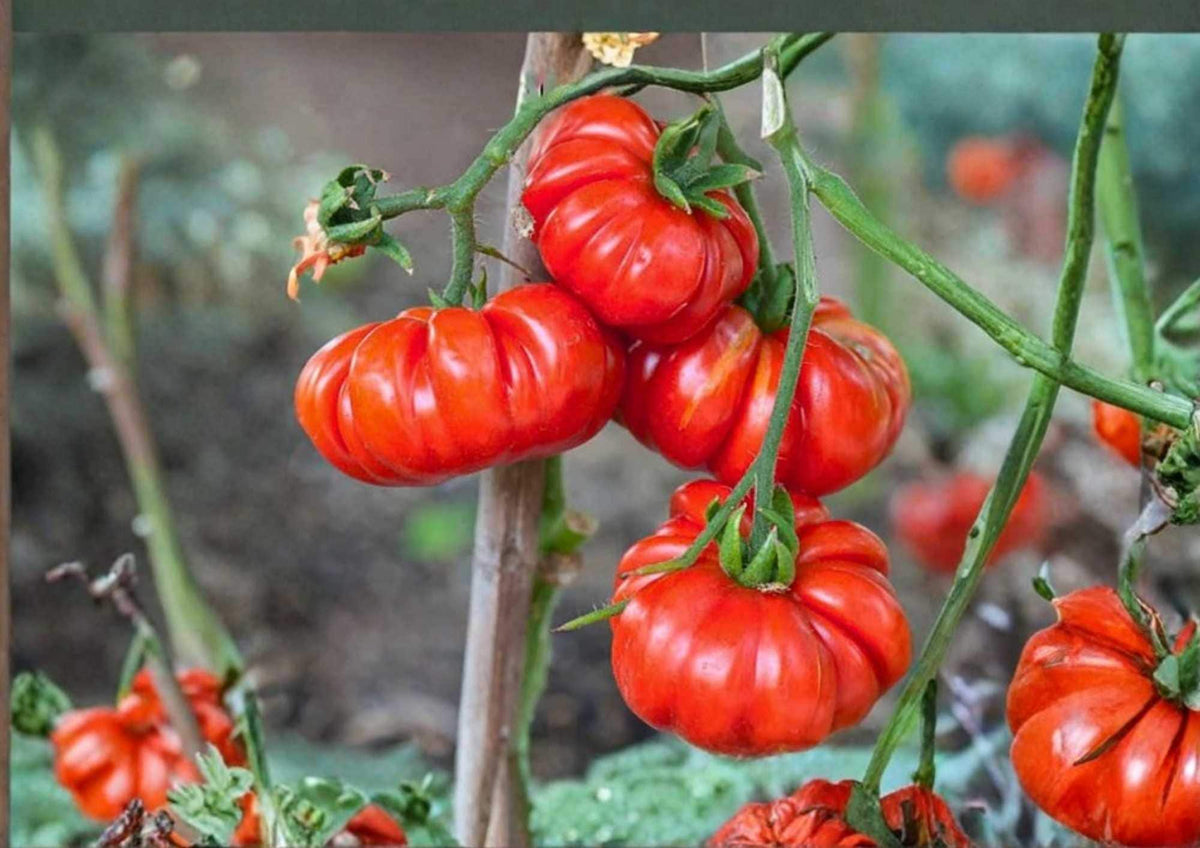 German Giant Tomato Seeds, Heirloom Non-GMO, Large Beefsteak, Juicy, Sweet, Vegetable Seeds for Garden Planting