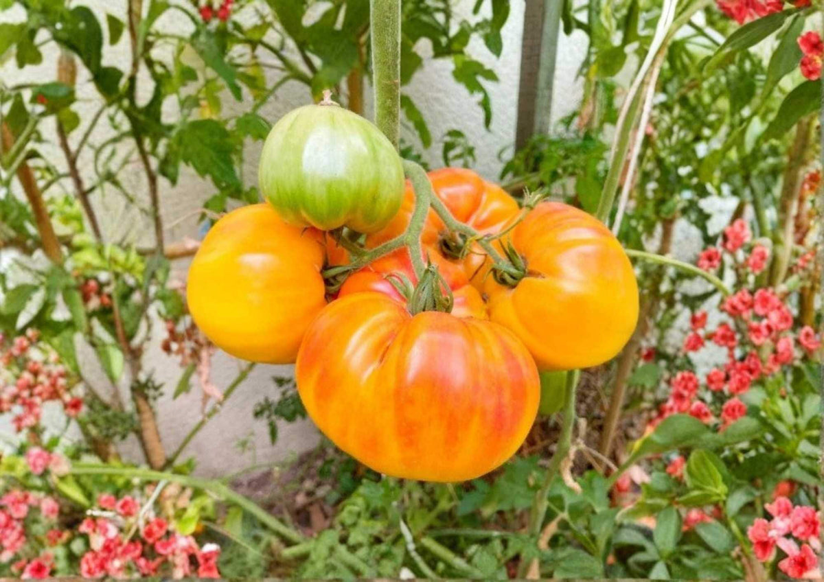 30+ Pineapple Tomato Seeds - Heirloom Non-GMO Rare Vegetable Seeds for Garden, Bicolor Large Fruits, Sweet Fruity Flavor