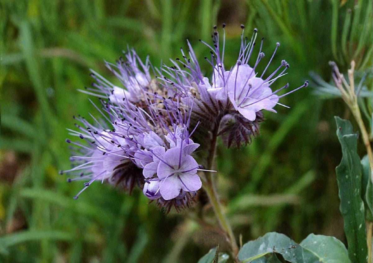 1000+ Lacy Phacelia Seeds Purple Tansy Flower Seeds for Garden, Pollinator, Cover Crop, Soil Builder, Fast Growing, Bee and Butterfly Attractant