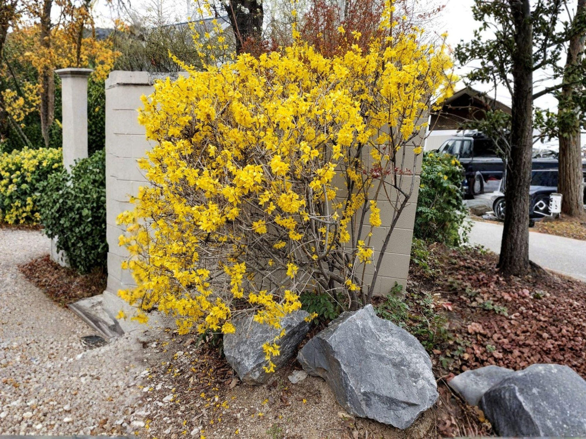 Weeping Forsythia Seeds for Planting | Golden Bell Shrub | Forsythia suspensa | Spring Flowering Ornamental Plant