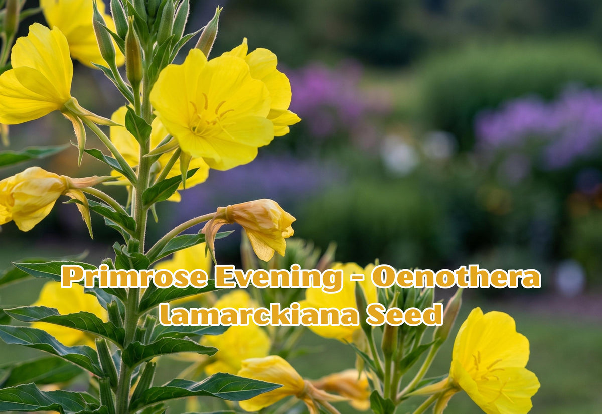 Evening Primrose Seeds 200 Bright Yellow Night Blooming Flowers Oenothera lamarckiana Perennial Biennial