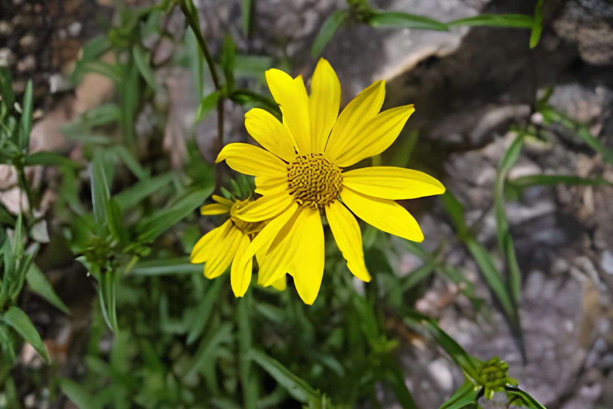 Showy Goldeneye Seeds 100 | Yellow Native Wildflower Seeds Heliomeris multiflora for Wildflower Gardens & Xeriscaping