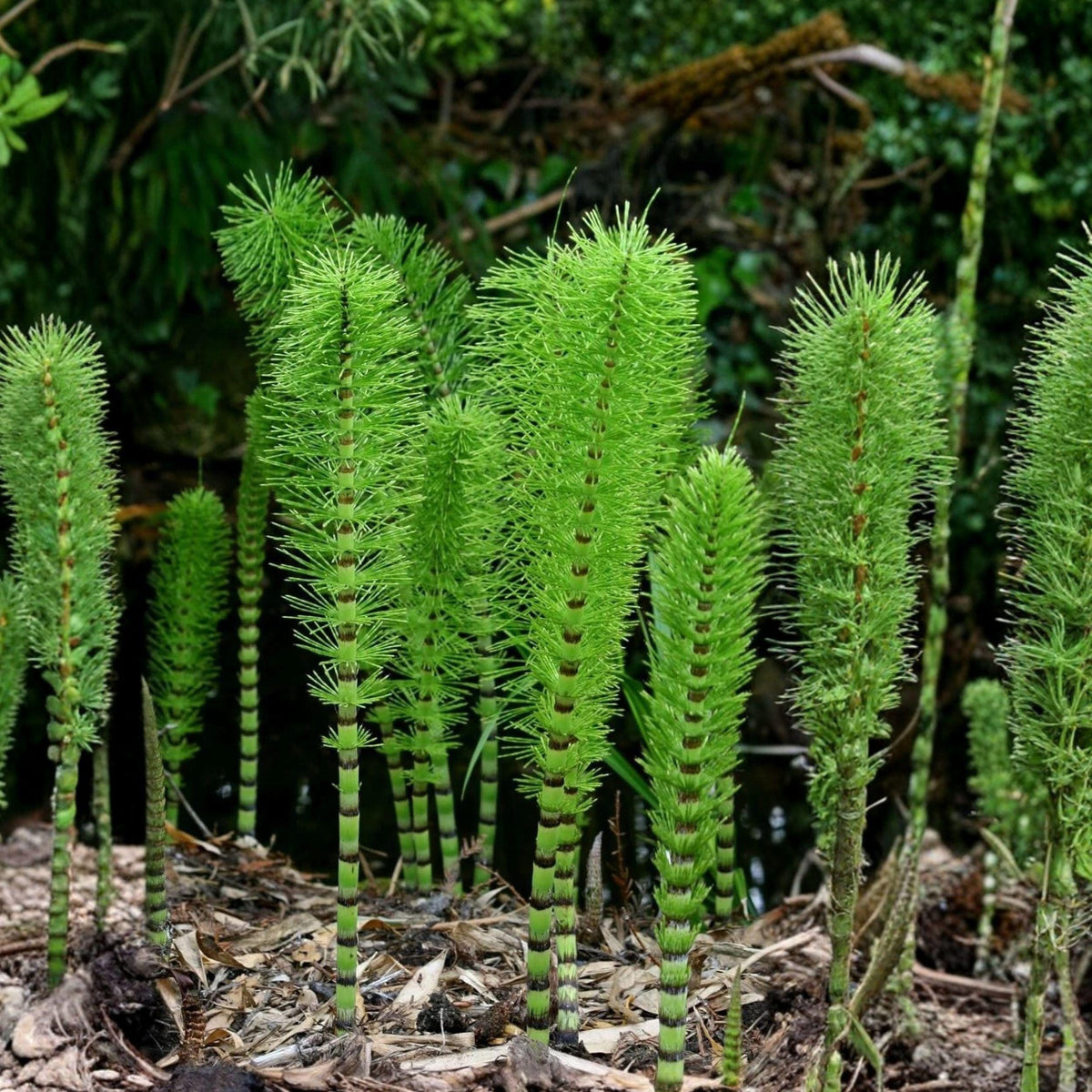 Horsetail Plant Cuttings, Aquatic Pond Plants, Equisetum, Fast-Growing Water Garden Plants, 4-8 Inches